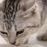 小猫、慢慢滚远