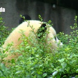 做一只胖panda
