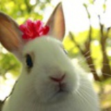 兔崽想一夜暴瘦