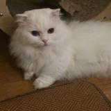 白墨