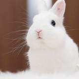 智慧小白兔