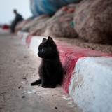 cat in zen