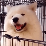 憨憨吼吼哈