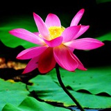 三由仙