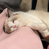 吃饭睡觉打豆豆