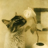 yours cat