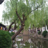 一春梦雨常飘瓦