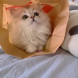 固德猫宁