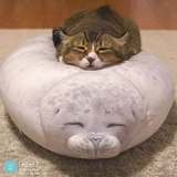 角落生物