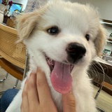 行动派小火苗