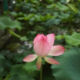 自由天空