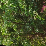 sysabc