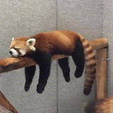 霜小鱼