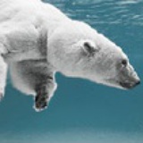 icecrow