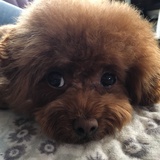 花格子的鱼❤