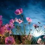 芒果