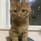 爱吃煮鸡蛋的猫