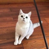 烧麦大王