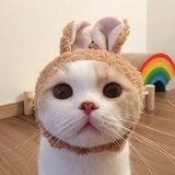 糯糯诺喏喏