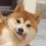 大象与毛虫