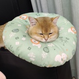 妙妙猪