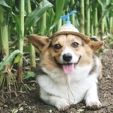 Vlala