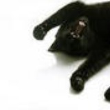 桀桀桀桑猫