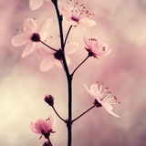 rrrrr如蕊