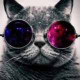 一只叫大树的猫