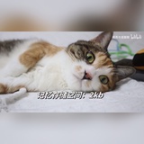 一棵金鱼草