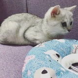 是个烧饼