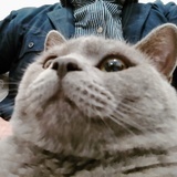 伍兹