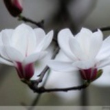 木兰清