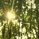 Summerainote