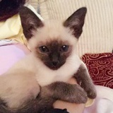 猫货