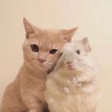 牙牙