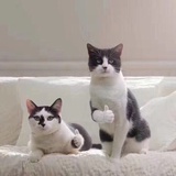 来盖我呀