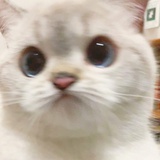 NO.C