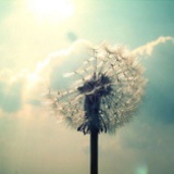 一枝花