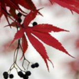 风暴