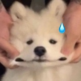 电光波尔卡