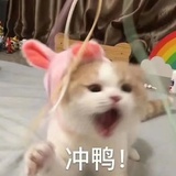 草莓多多