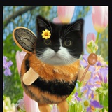 礼拜六的两脚兽