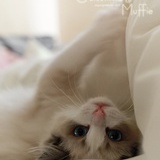 夕颜lulu