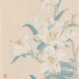 奥萝拉