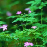 冬如烟花夏若雪