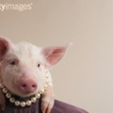 piglet