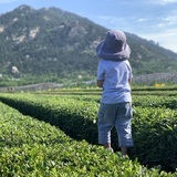 崂山小茶农