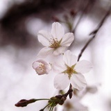 Ch'enMeng