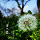 蒲公英小姐